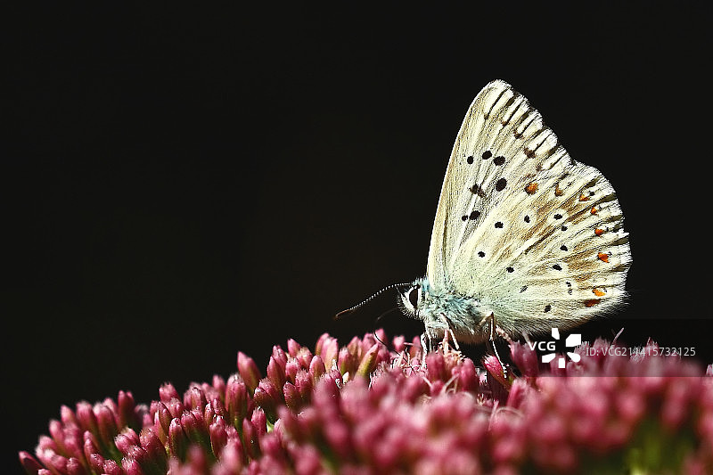 蝴蝶在粉色花朵上采蜜特写，德国塔尔海姆图片素材
