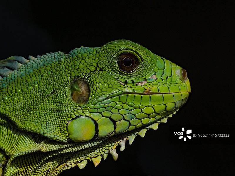 鬣蜥在树枝上的特写，帕拉马里博，苏里南图片素材