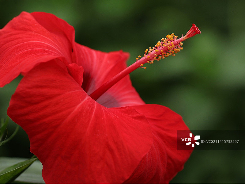 红色芙蓉花特写，巴基斯坦图片素材