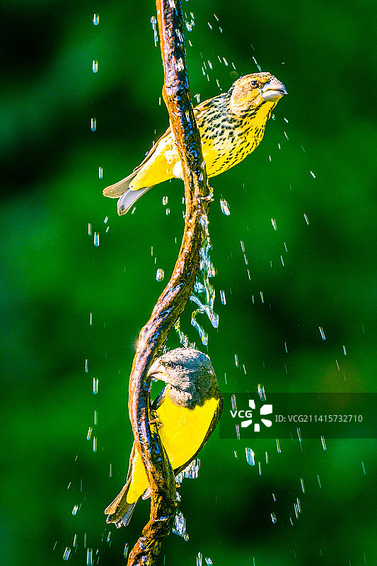 中华丽鹟栖息于喂食器上的特写图片素材