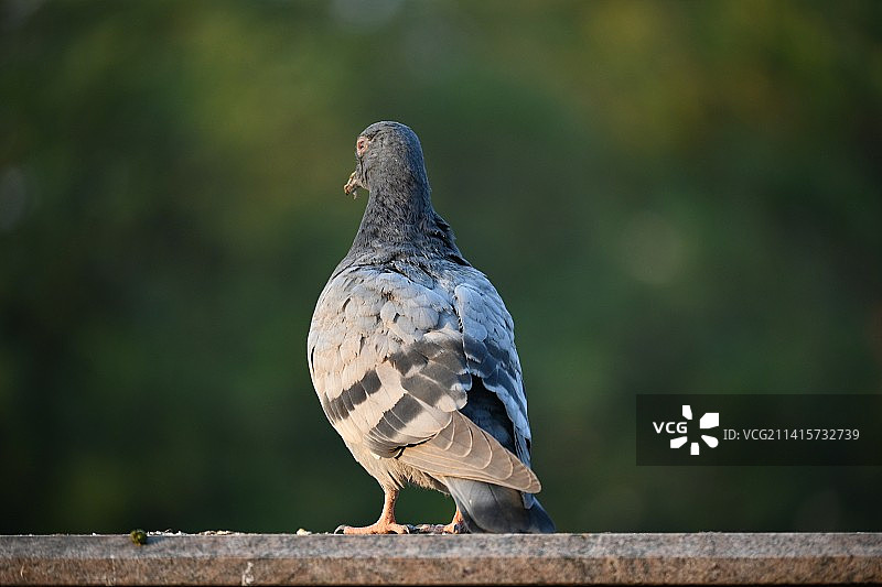 德里木栖松鸡特写，印度图片素材
