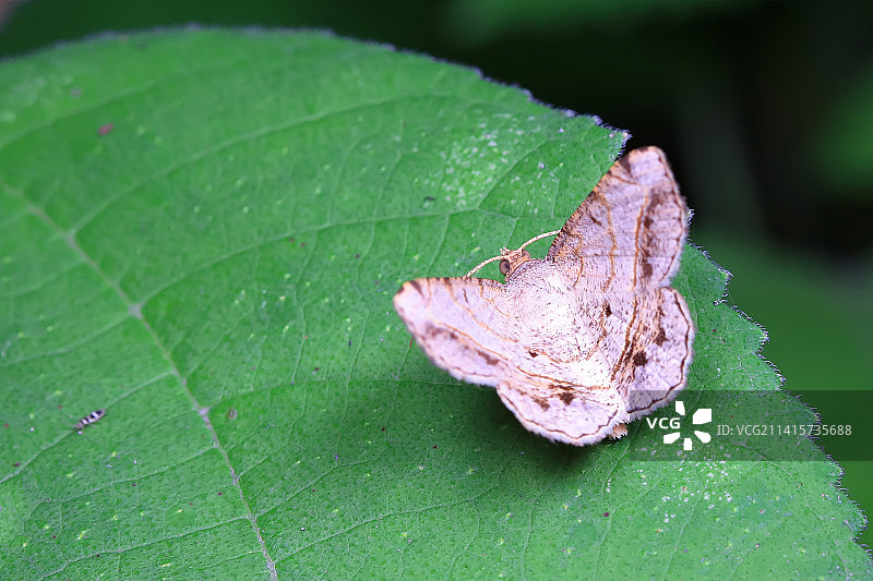 格庶尺蛾图片素材
