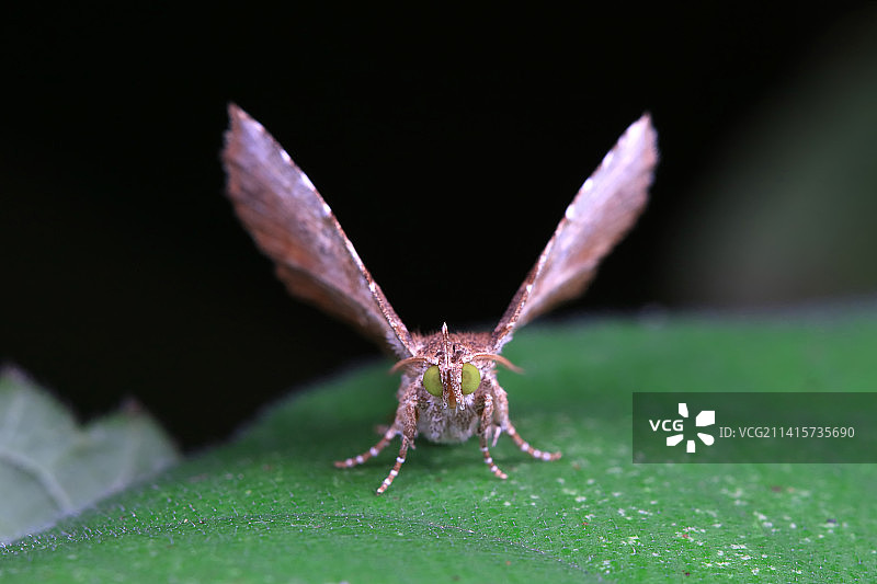格庶尺蛾图片素材