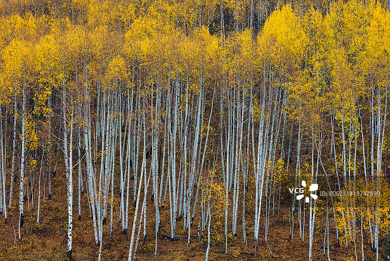 金秋白杨林图片素材