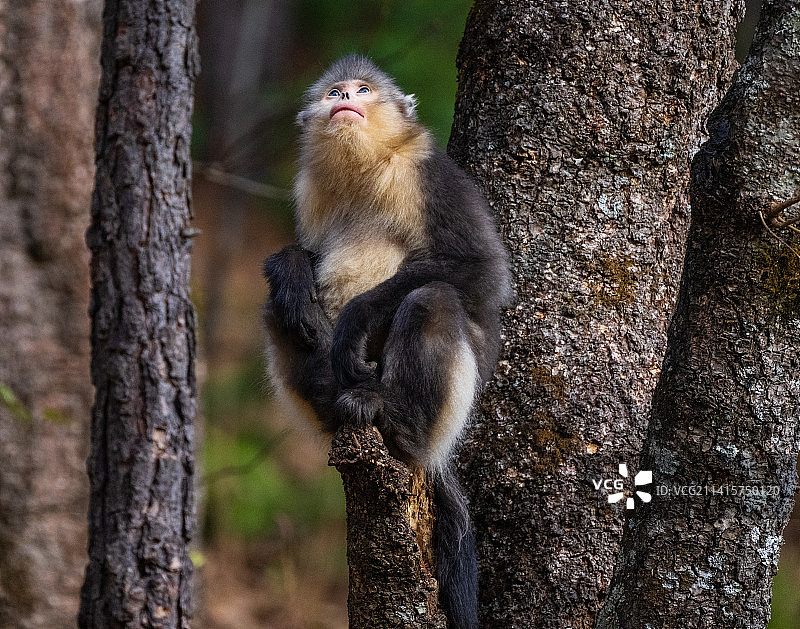 国宝滇金丝猴图片素材