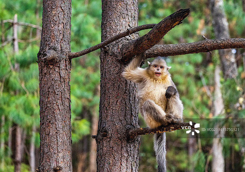 国宝滇金丝猴图片素材