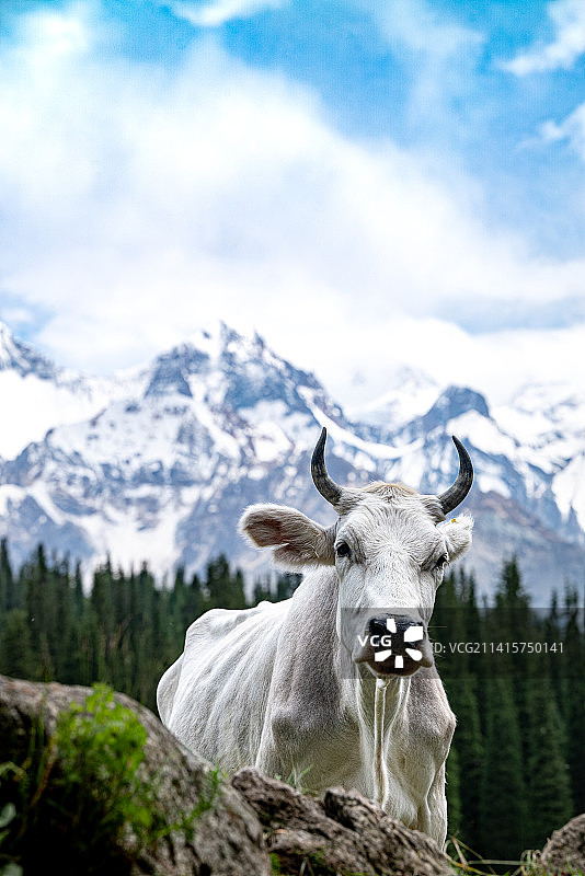 夏塔神牛图片素材
