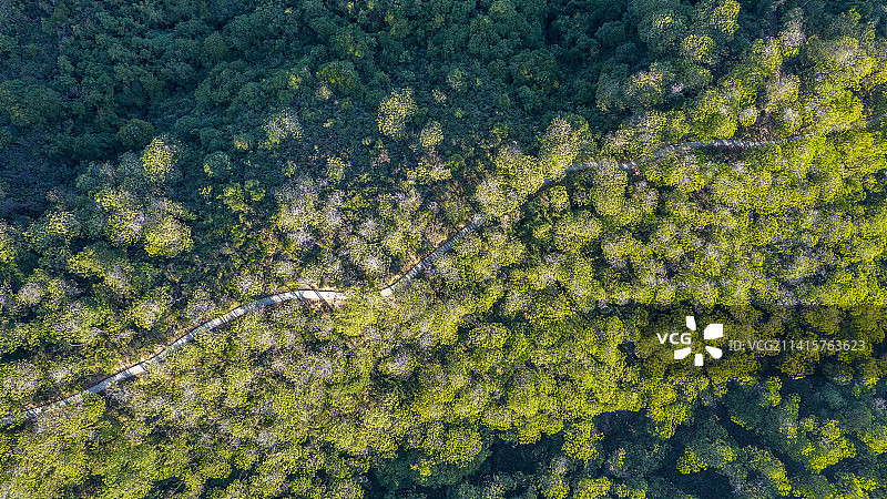 深圳坪山马峦山暖阳照耀山林步道光影图片素材