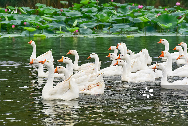 河北雄安白洋淀荷花荡白鹅群图片素材