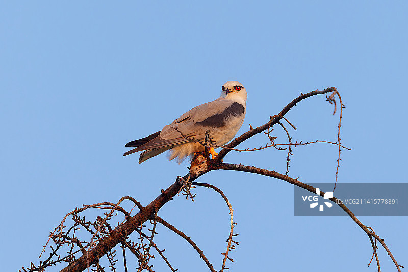 一只黑鸢在等待将食物交给伴侣图片素材