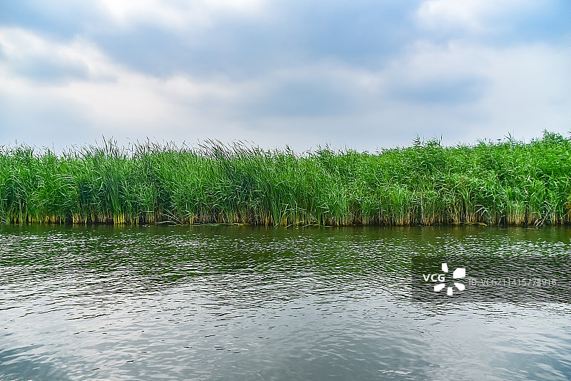 河北雄安新区白洋淀芦苇荡图片素材