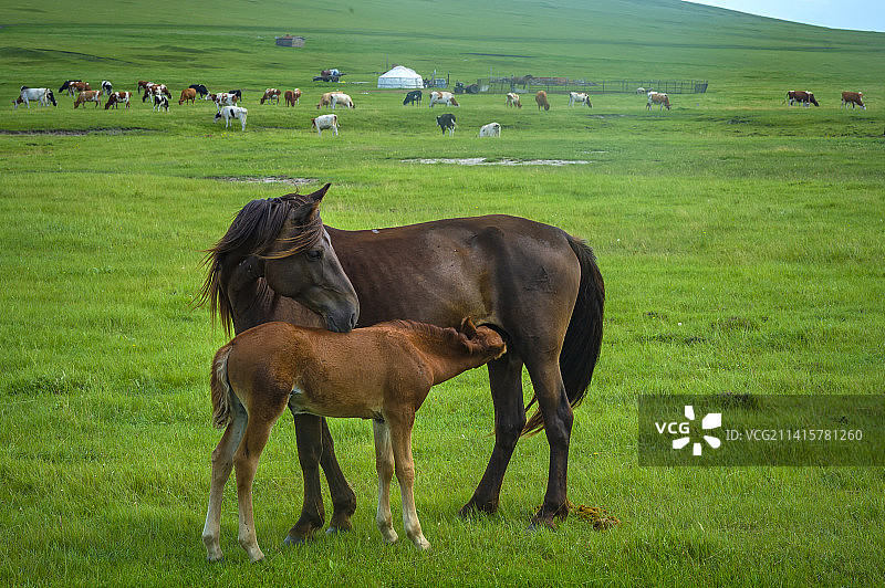 呼伦贝尔草原-放牧-马驹吃奶图片素材