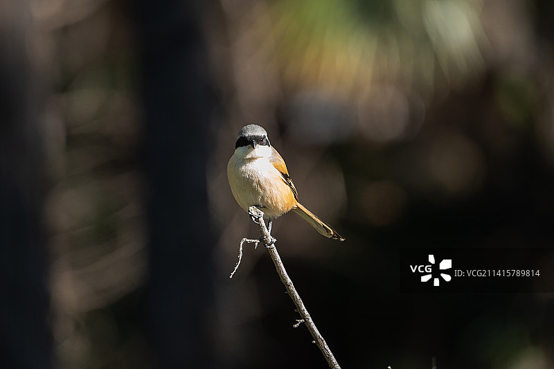 冬日伯劳 #12月打卡挑战#图片素材