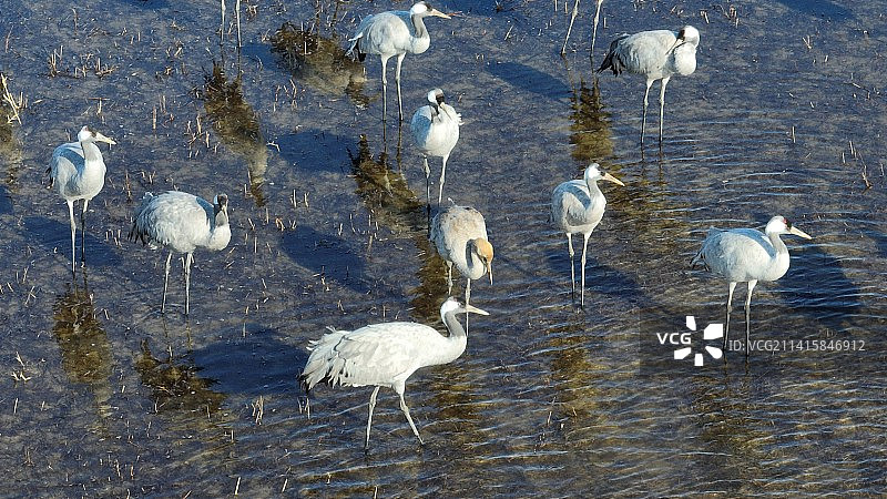 北京延庆区官厅水库迁徙途中的灰鹤群图片素材