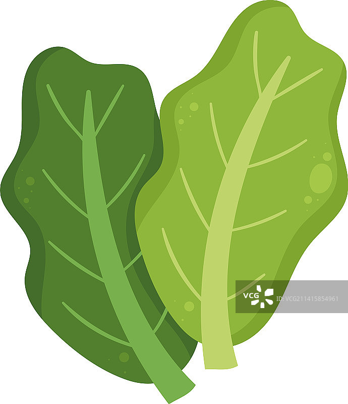 新鲜生菜图片素材