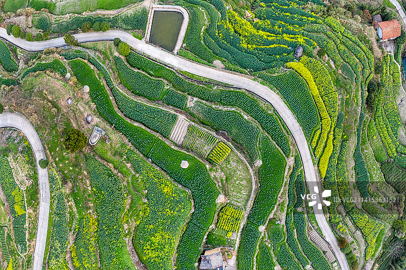 油菜花梯田山路航拍俯拍图片素材