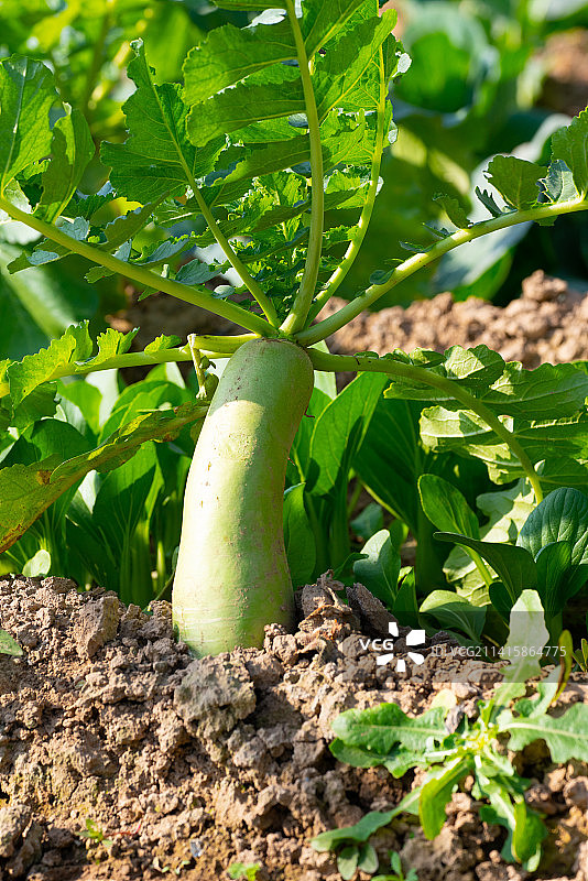 新鲜蔬菜青萝卜图片素材