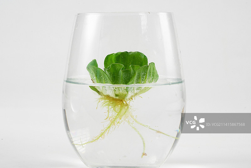 水草海白菜图片素材