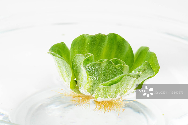 水草海白菜图片素材