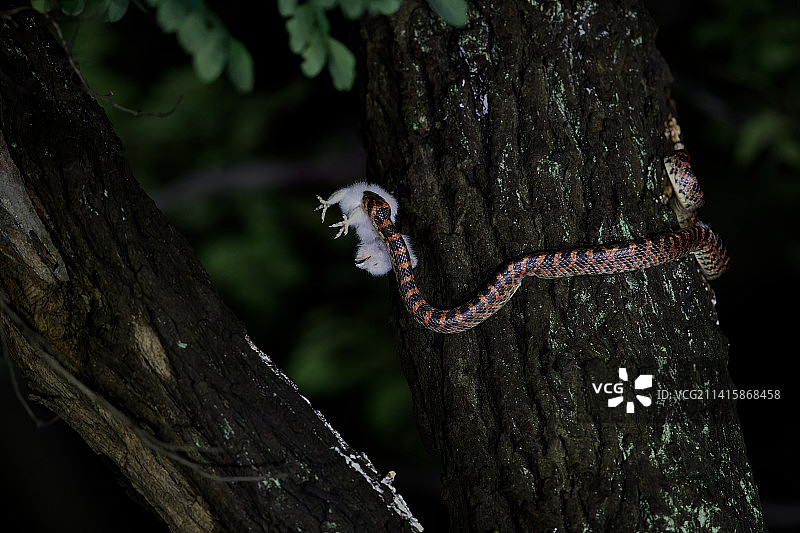 一条赤练蛇深夜从东方角鸮巢中偷走了幼鸟图片素材