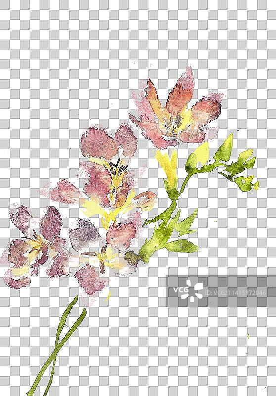 粉色的凌霄花图片素材