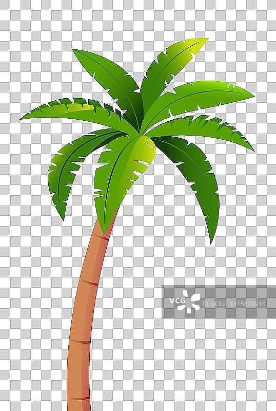 海南椰子树植物插画图片素材