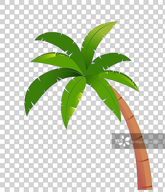 海南椰子树植物插画图片素材