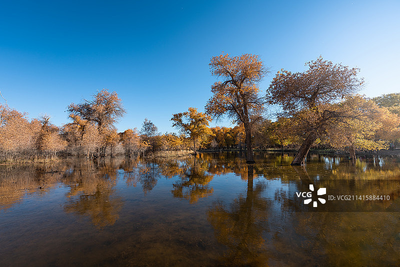 胡杨林图片素材