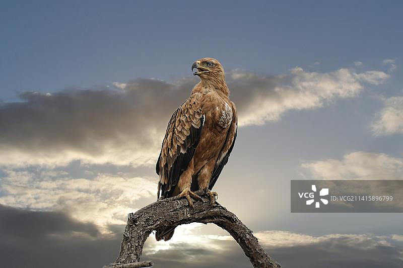 印度尼西亚，金雕栖息在树枝上的低角度景观图片素材