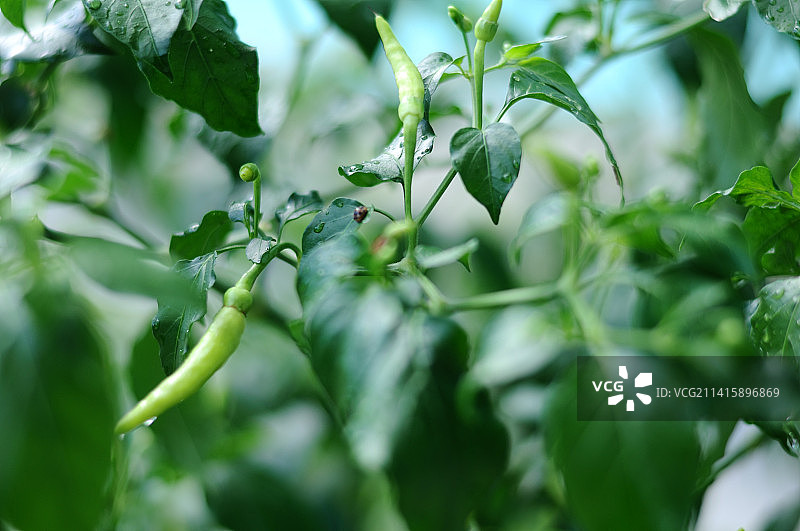 印度尼西亚，辣椒植株生长特写图片素材