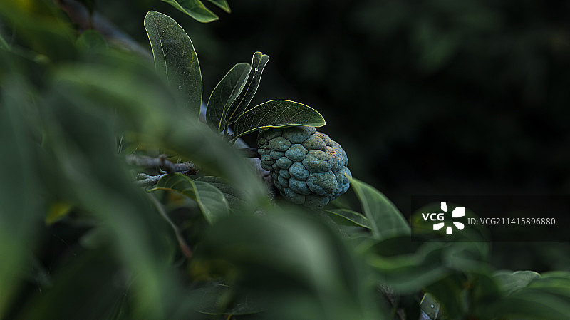 牙买加水果番荔枝图片素材