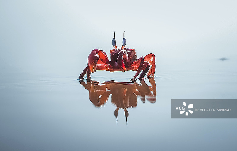 螃蟹站在水池中，看起来像一个大湖图片素材