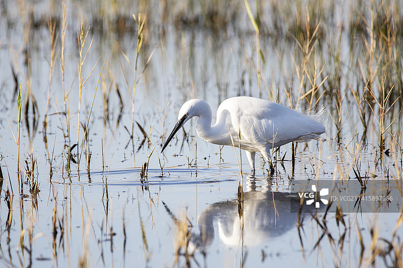 在意大利拉迪斯波利托雷弗拉维亚观鸟图片素材