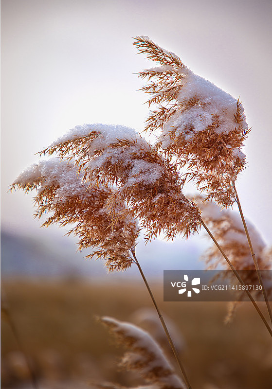 芦披冬雪望春归图片素材