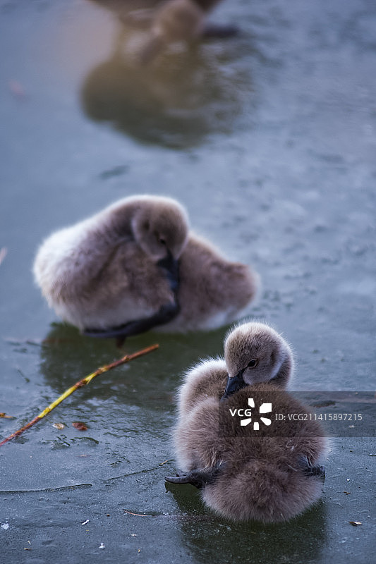 小鹅在冰面上的特写镜头图片素材