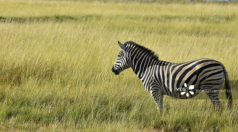 平原斑马走在草地上的侧视图，南非伯利恒图片素材