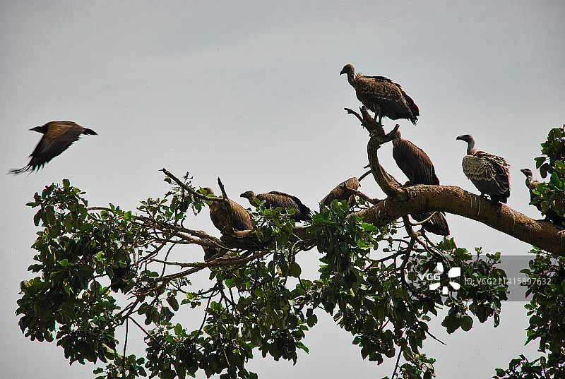 仰视视角：鸟类栖息在埃塞俄比亚塔纳湖的树上图片素材