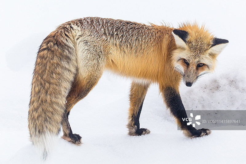 印度尼西亚，狼站立的侧视图图片素材