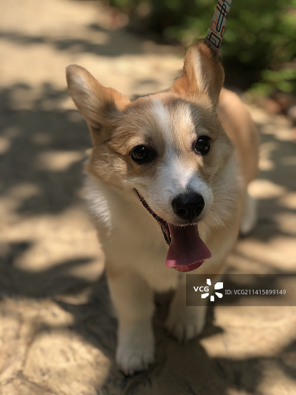 印度尼西亚南苏拉威西岛彭布罗克威尔士柯基犬站在人行道上的高角度写真图片素材