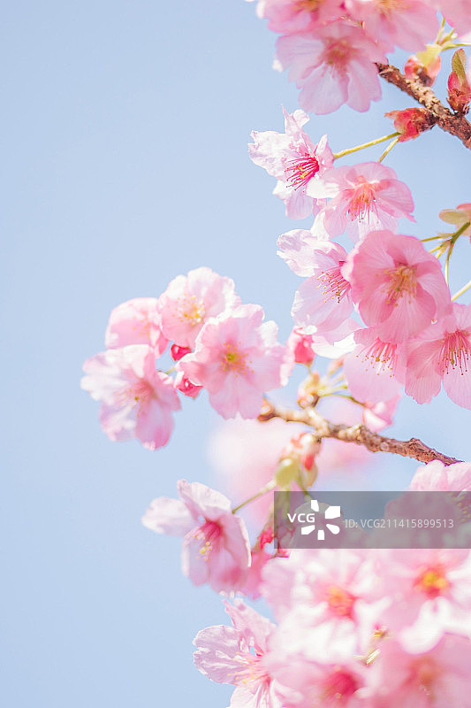 樱花：日本的樱花树（印度尼西亚）图片素材