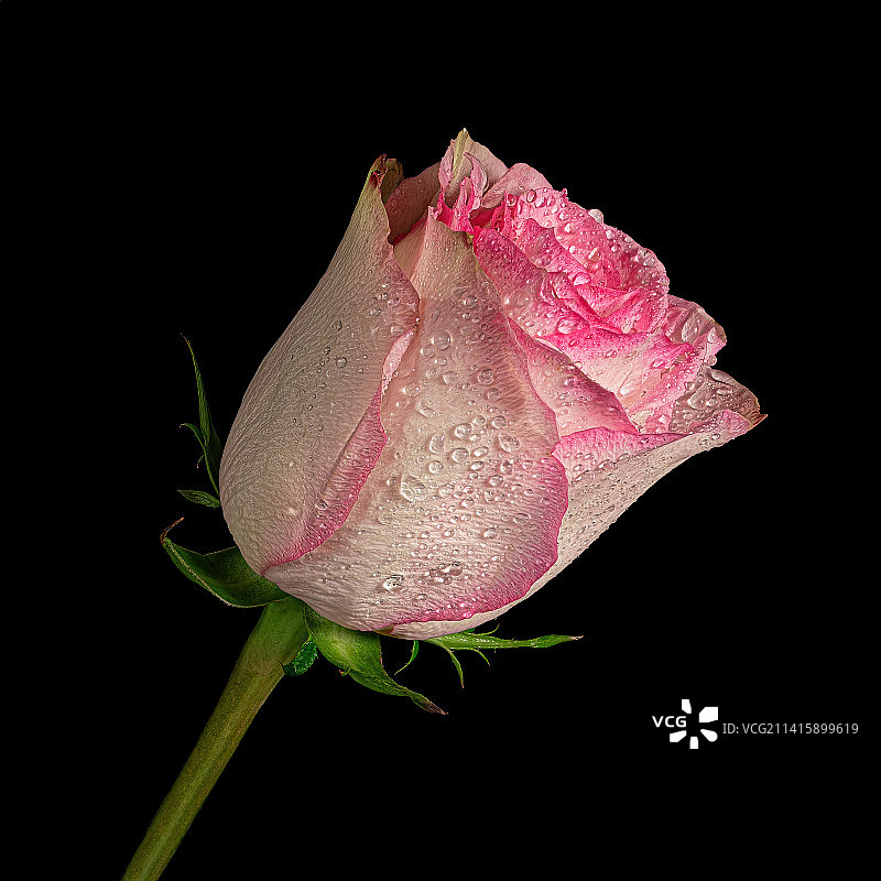 黑色背景上带有绿色茎的白色水墨玫瑰花，水滴特写图片素材
