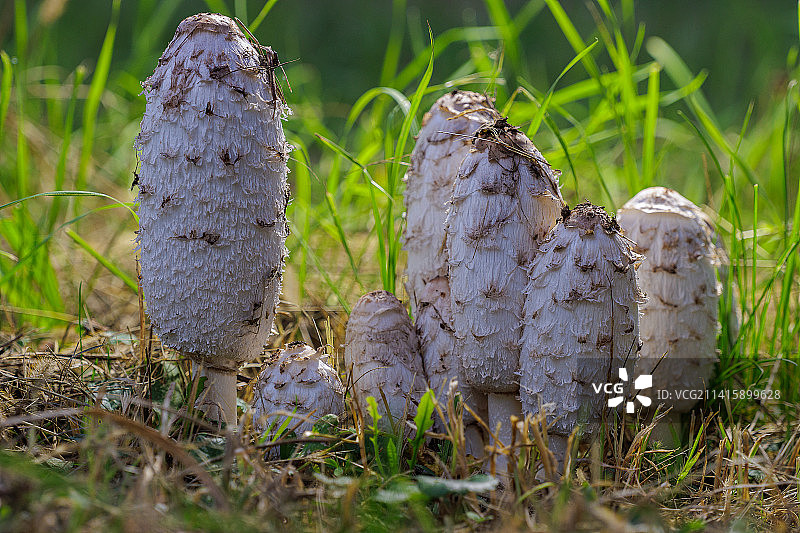 鬼伞，俄罗斯克拉斯诺达尔边疆区图片素材