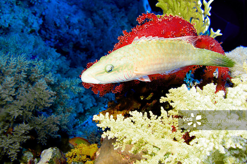 特写：游弋在海中的热带海水隆头鱼图片素材