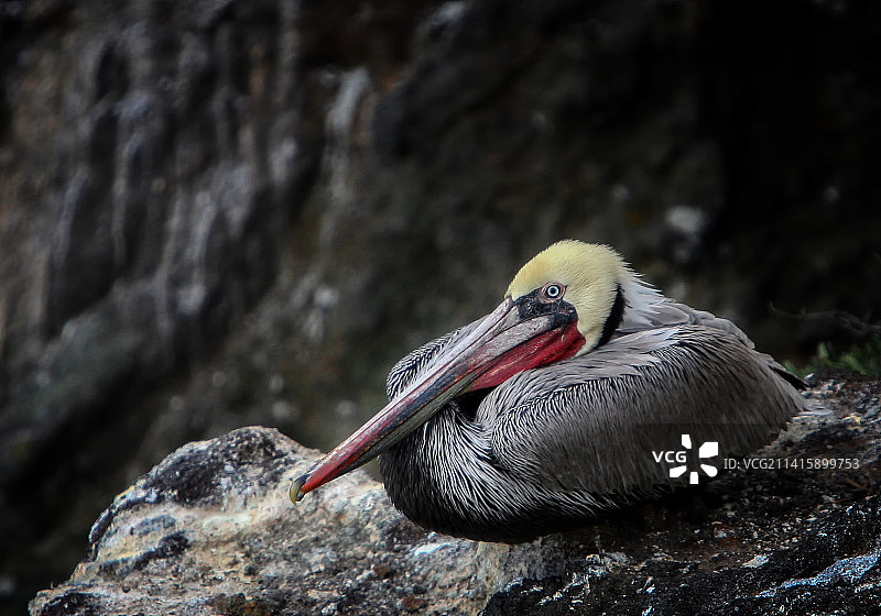 美国加利福尼亚海峡群岛岩石上的鹈鹕特写图片素材