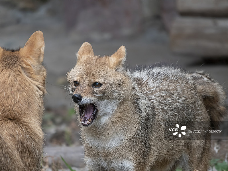 追踪猎物的金豺狼自然肖像图片素材