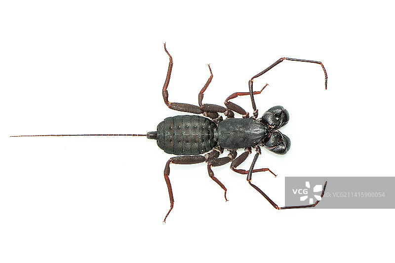 鞭蝎的图片，动物昆虫，泰国图片素材