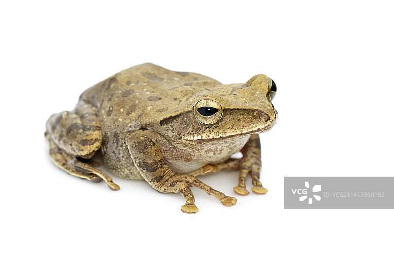 泰国白唇树蛙图片，在白色背景上图片素材