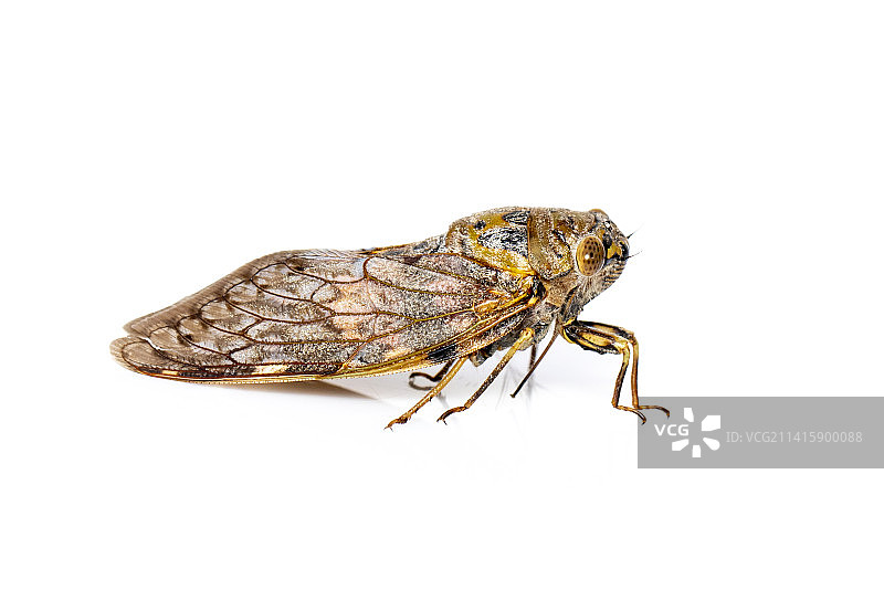白色背景上的大型棕色蝉昆虫，泰国昆虫图片素材