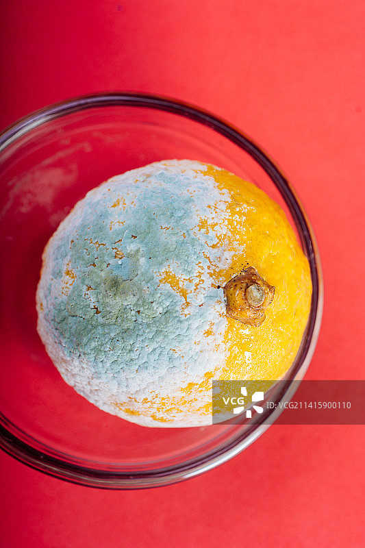 半个被绿色霉菌损坏的柠檬图片素材