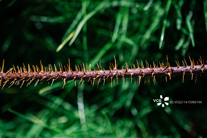土耳其植物多刺茎特写图片素材
